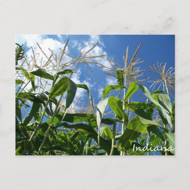 Carte postale Indiana Corn (Devant)