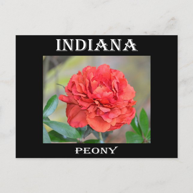 Carte Postale Indiana Peony (Devant)
