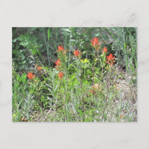 Carte postale indienne Paintbrush Colorado Fleurs 
