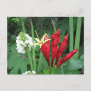 Carte postale indienne rose