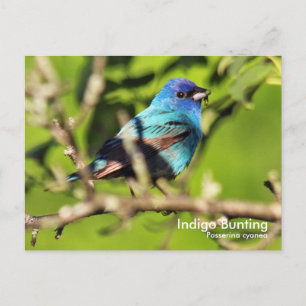 Carte postale Indigo Bunting