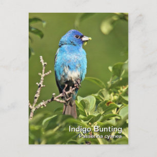 Carte postale Indigo Bunting