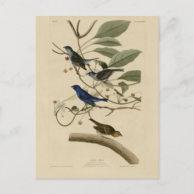 Carte Postale Indigo Bunting d'Audubon's Birds of America (Devant)