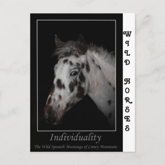 Carte Postale "Individualité" - Mustangs espagnols sauvages