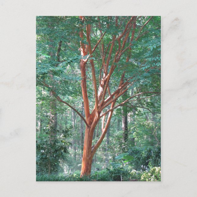 Carte postale individuelle (Devant)