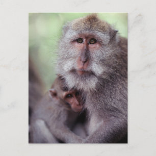 Carte Postale Indonesia, Bali, Ubud, Long-tailed Macaque