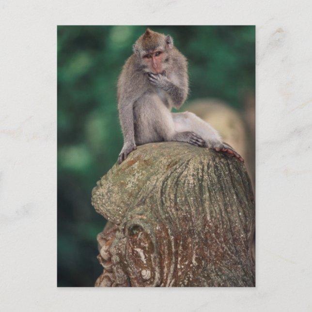 Carte Postale Indonésie, Bali, Ubud, Macaque à longue queue (Devant)