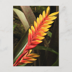 Carte postale "Inflorescence de Vriesea bromelia"