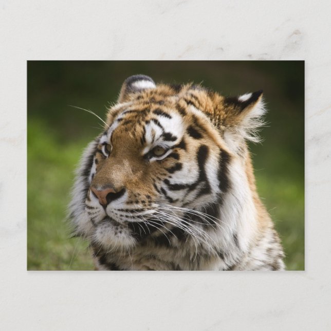 Carte Postale Informations sur l'espèce de tigre d'Amur (Devant)