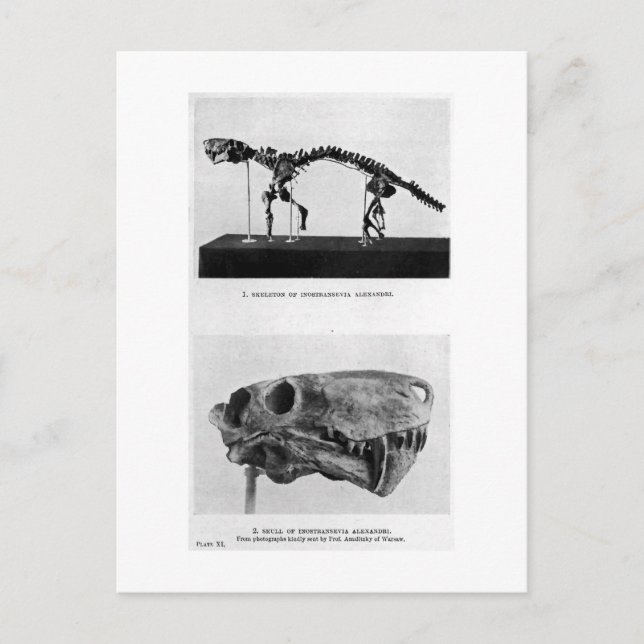 Carte postale Inostrancevia alexandri art (Devant)