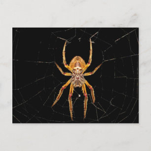 Carte Postale insecte macro araignée colombie