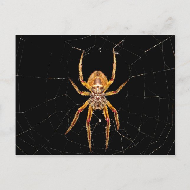Carte Postale insecte macro araignée colombie (Devant)
