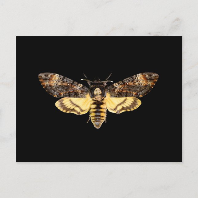 Carte Postale insecte papillon de la tête de mort d'afrique (Devant)