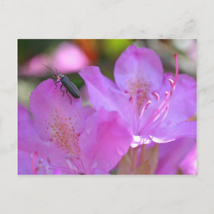 Carte Postale Insecte Sur Fleur Azalée Rose