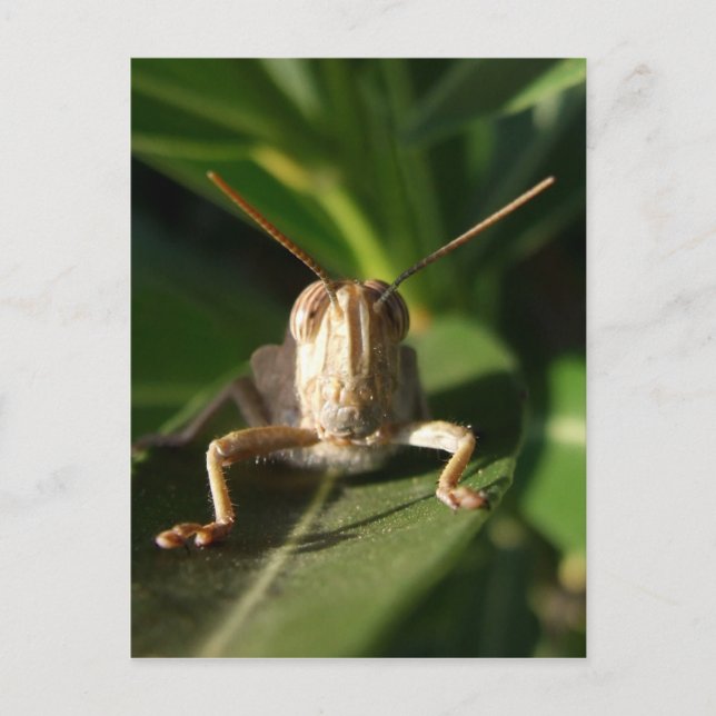 Carte postale Insecter (Devant)