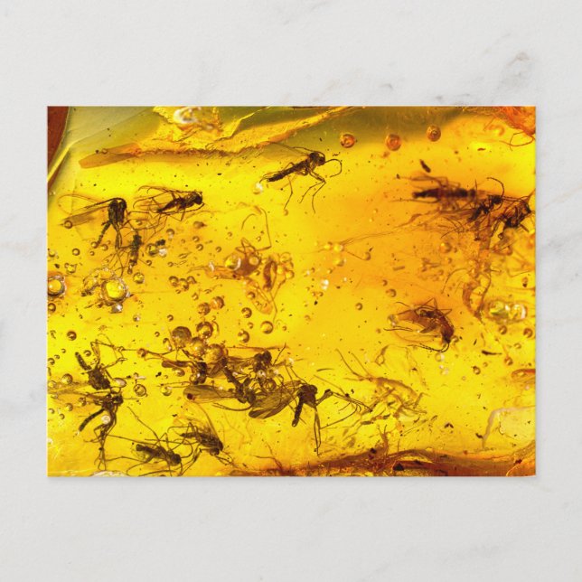 Carte Postale Insectes en ambre | (Devant)