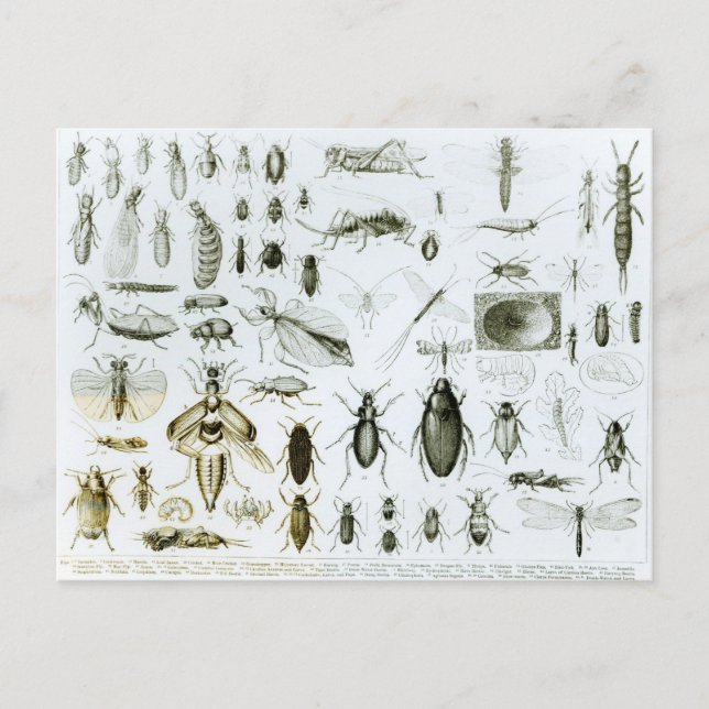 Carte Postale Insectes Entomologiques (Devant)