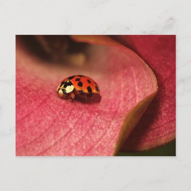 Carte Postale-Insectes-Le Bug De La Dame (Devant)