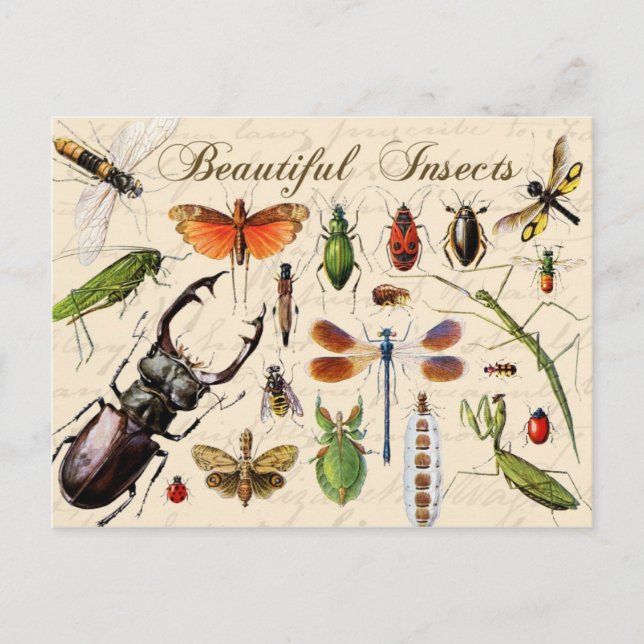 Carte Postale Insectes - les organismes les plus divers de la te (Devant)