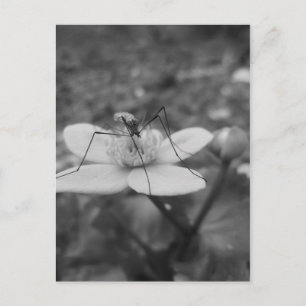 Carte Postale insektschwarzweiß