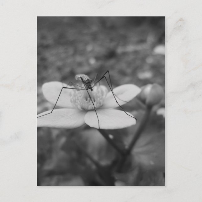 Carte Postale insektschwarzweiß (Devant)