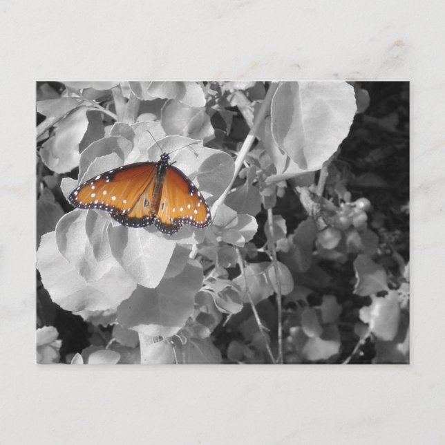 Carte Postale Inspiration Monarque Papillon photo noir blanc (Devant)