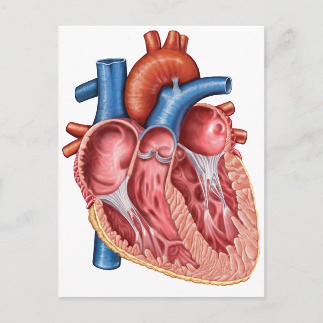 Carte Postale Intérieur Du Coeur Humain (Devant)