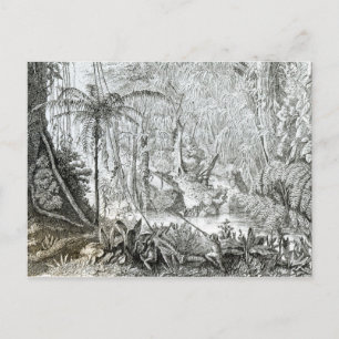 Carte Postale Intérieur d'une forêt primitive dans les Amazones