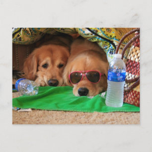Carte postale intérieure Golden Retriever