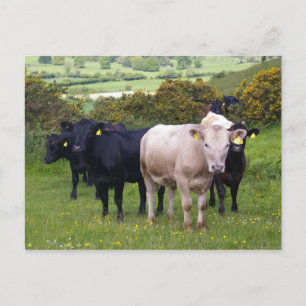 Carte Postale Invasion