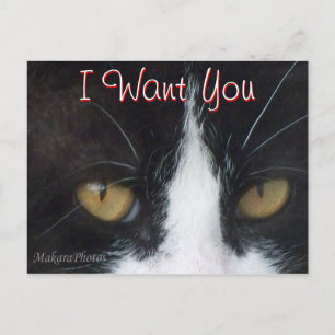 Carte postale Invitation Chat - personnaliser à to