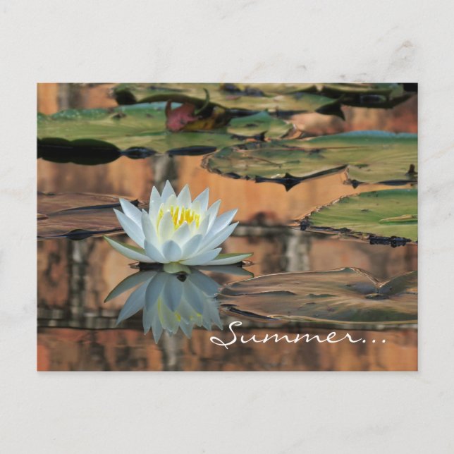 Carte postale Invitation de la fête solstice d'été (Devant)