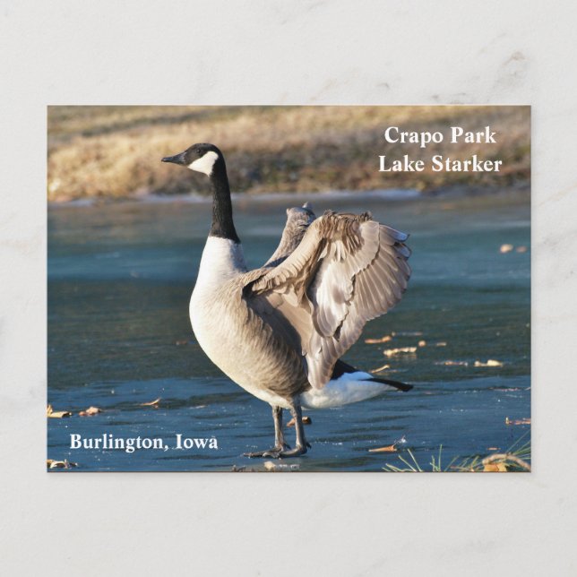 Carte postale, Iowa, Burlington, Crapo Park, Oie (Devant)