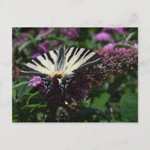 Carte Postale Iphiclides podalirius