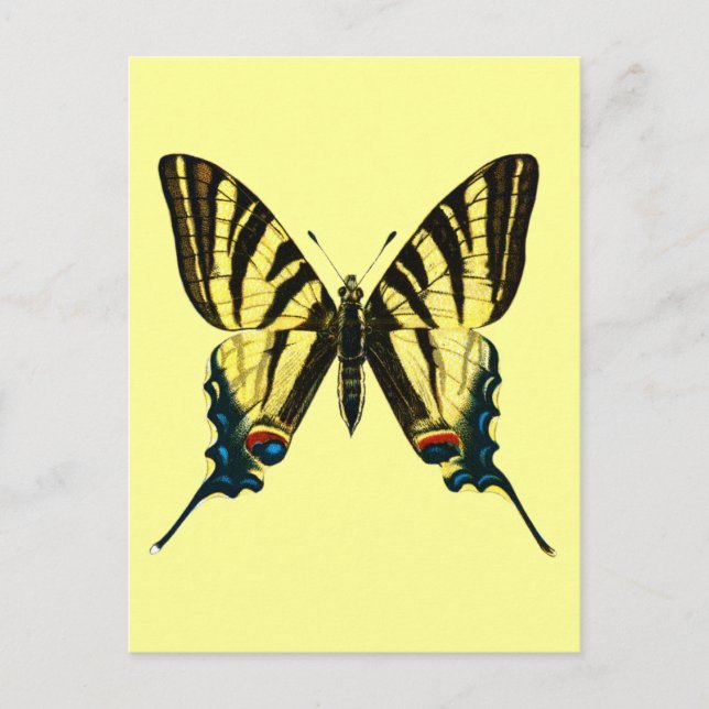Carte postale Iphiclides podalirius (Devant)