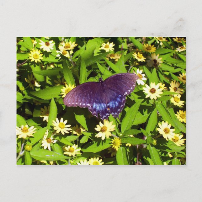 Carte Postale Iridescente Bleu violet avec ailes de papillon noi (Devant)