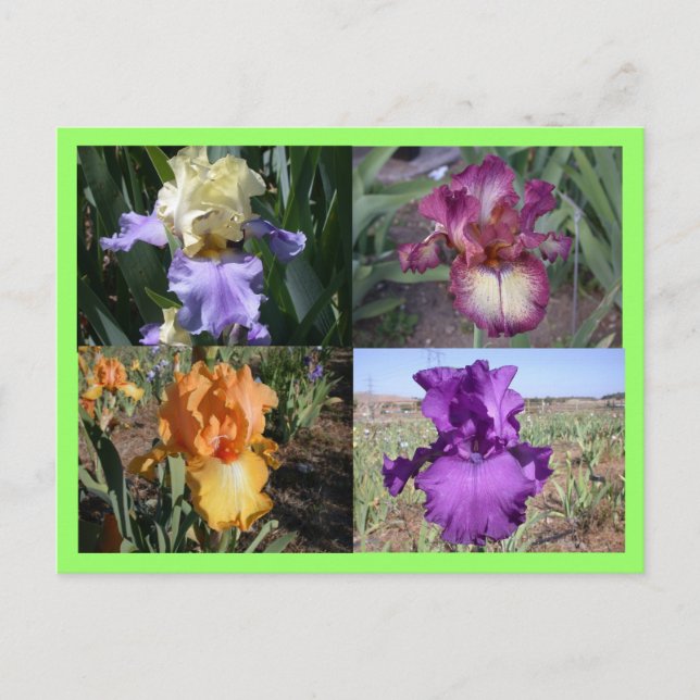 Carte postale Iris (Devant)