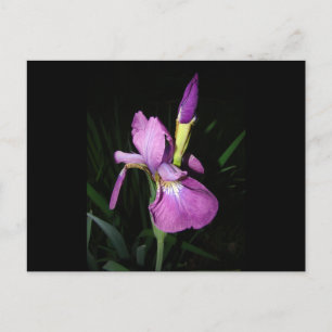 CARTE POSTALE IRIS