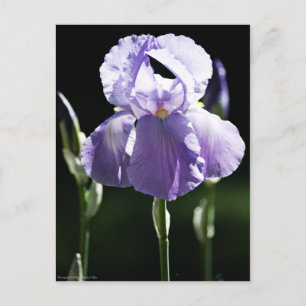 Carte Postale Iris 8393 Violet