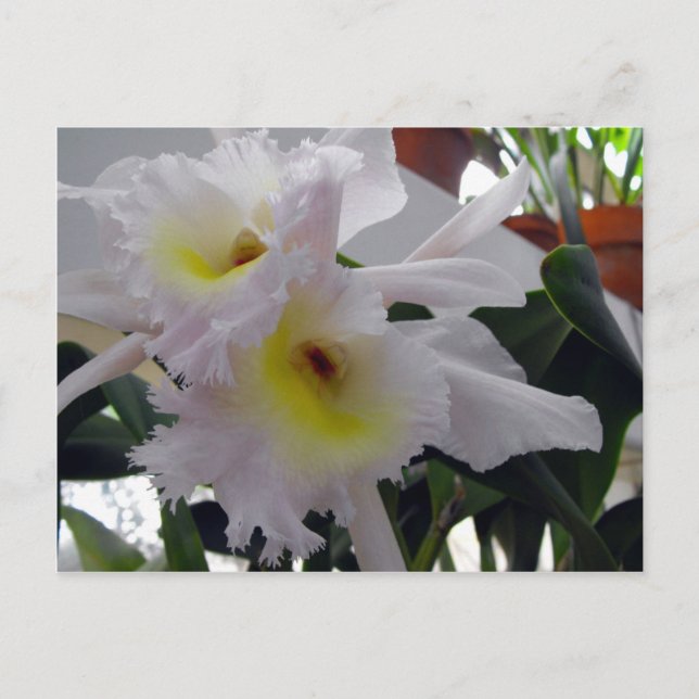 Carte Postale Iris à poils (Devant)