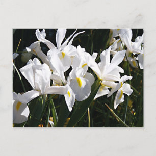Carte Postale Iris à poils