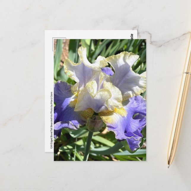 Carte postale Iris à poils violet et blanc (Devant/Arrière en situation)