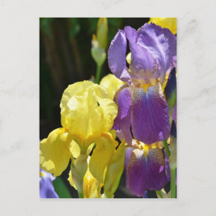 Carte Postale Iris au printemps
