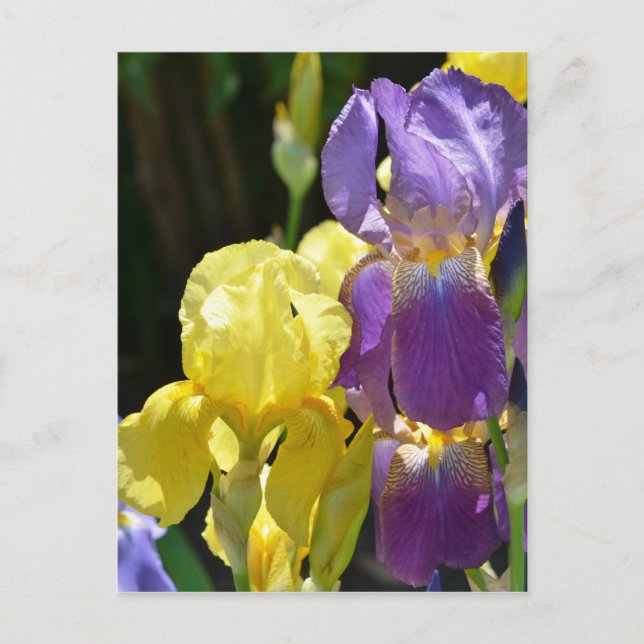 Carte Postale Iris au printemps (Devant)