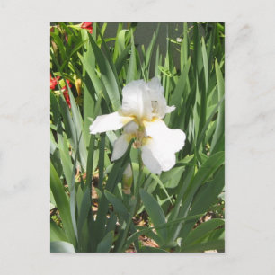 Carte Postale Iris blanc