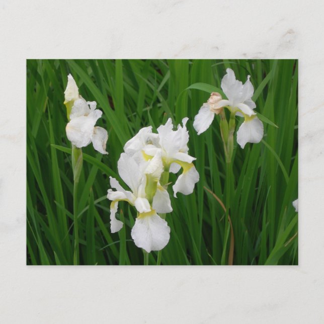 Carte Postale iris blanc (Devant)