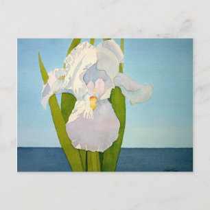 Carte Postale Iris blanc2