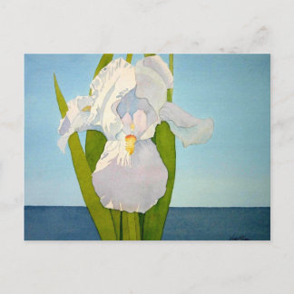 Carte Postale Iris blanc2