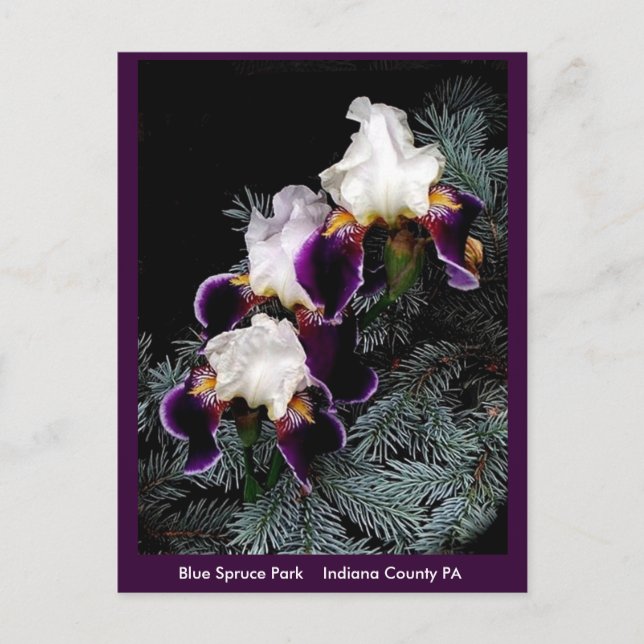 Carte Postale Iris blanc et violet (Devant)