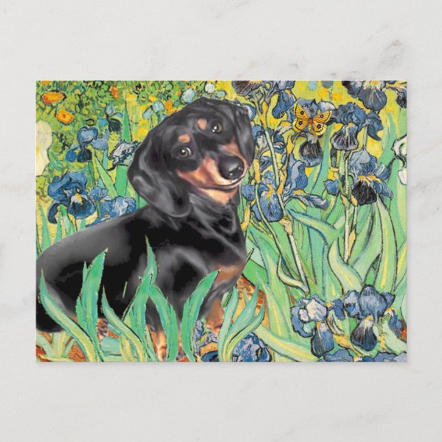 Carte Postale Iris - Dachsund (BT4) (Devant)